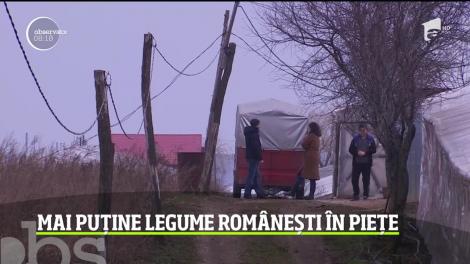 Legumele româneşti, mai puţine şi mai scumpe. Vremea nu a ţinut deloc cu legumicultorii