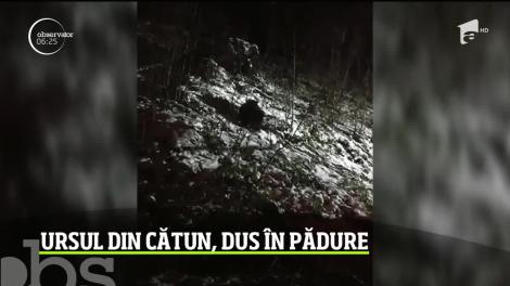 Ursul care îşi făcuse un obicei din a intra în gospodăriile sătenilor dintr-un cătun din Apuseni, tranchilizat şi relocat
