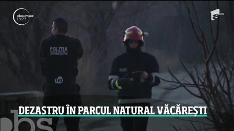 Cenuşă în cel mai sălbatic loc din Bucureşti. Incendiul din Delta Văcăreşti a ars hectare întregi de stuf şi vegetaţe uscată