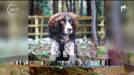 Un câine din Marea Britanie face furori pe internet, datorită pletelor sale! I-a făcut cel mai frumos cadou stăpânei lui. Video