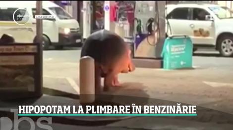 Un hipopotam a ieșit la plimbare într-o benzinărie. Șoferii au rămas uimiți când l-au văzut