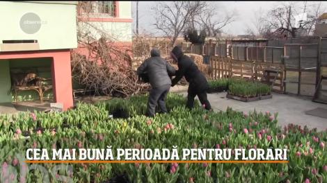 Florile din sere sunt la mare căutare în această perioadă. "Sunt de foarte bună calitate"