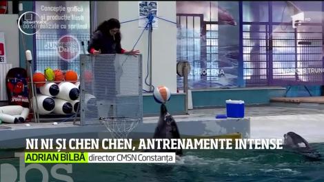 Ni Ni şi Chen Chen se antrenează intens pentru spectacolele de la Delfinariul din Constanţa