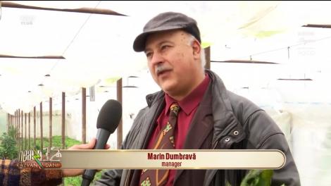 Cele mai căutate verdețuri de primăvară