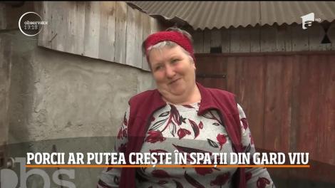 Oamenii care cresc animale în gospodării, îngroziţi de restricțiile autorităților. Porcii ar putea crește în spații din gard viu