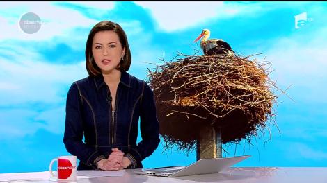 Barza, vestitorul primăverii într-o localitate din Covasna