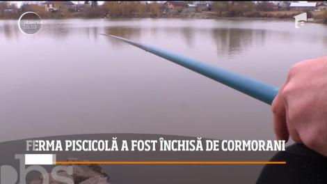 Cea mai mare fermă piscicolă din România a fost distrusă de cormoranii care au mâncat prea mult peşte