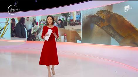 Cea mai mare expoziție de reptile și insecte, la Oradea