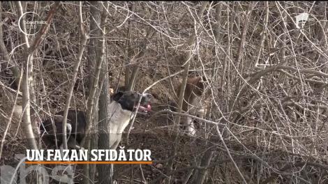 Spectacol în lumea necuvântătoarelor! Imagini inedite cu trei câini și un fazan, în localitatea hunedoreană Brănişca