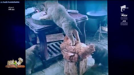 Smiley News - Neatza cu Răzvan și Dani. Găina care ajută pisica