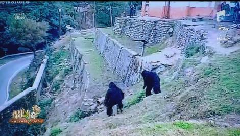 La Neatza cu Răzvan și Dani, Cătălin Oprișan prezintă maimuțele cerșetoare și polițiștii indieni de la divizia de ursărie