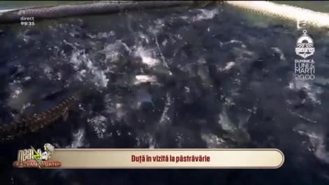 Idei de afaceri. Cum să-ți înființezi o păstrăvărie