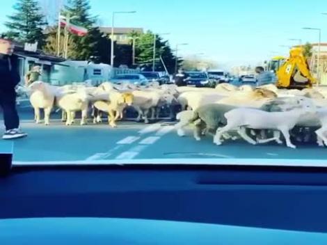 Video de senzație! Ce pandemie, tată? Gigi Becali și-a scos oile în oraș!