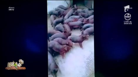 Până și porcii se ascund de coronavirus. Râzi cu lacrimi când vezi așa ceva!