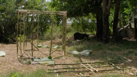 Concurenții construiesc casă Kubo și să le acopere cu frunzele de bambus. Speak: Mă pricep să fac lucruri, dar aici m-au pierdut!
