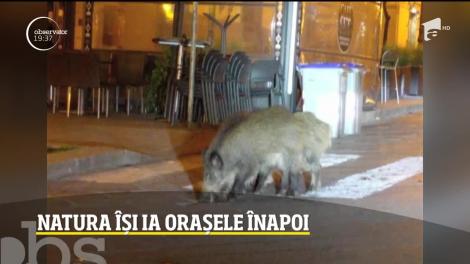 Natura își ia orașele înapoi. Străzile marilor oraşe au fost invadate de animale sălbatice