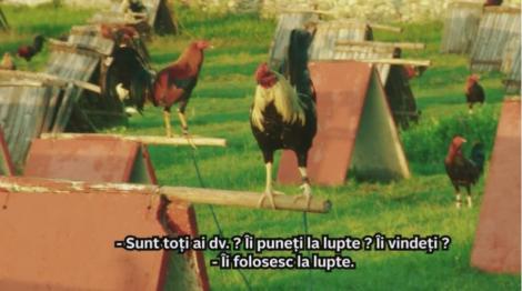 Speak și Ștefania, calătorie într-un coteț pe patru roți: "Am găsit o mașină plină cu găini pe care trebuia să le ținem în brațe"