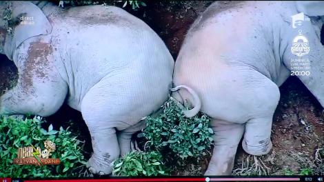 Smiley News. Doi elefanți au băut 15 litri de alcool și s-au îmbătat
