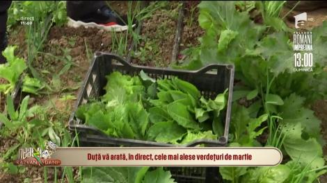 Cum poți să ai pe masa familiei tale cele mai alese verdețuri, în carantină