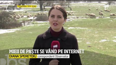 Mieii de Paște se vând pe internet! La ce prețuri pot fi cumpărați – VIDEO