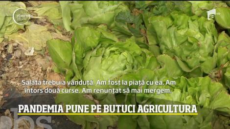 Pandemia de coronavirus pune pe butuci agricultura din România