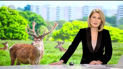 Animalele sălbatice cuceresc orașele! În Ţara Galilor, caprele domină o localitate pustie