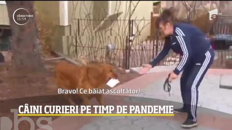 Curier canin, cea mai nouă meserie pe timp de pandemie