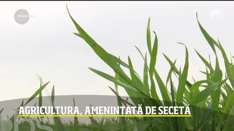 Agricultura, amenințată de secetă