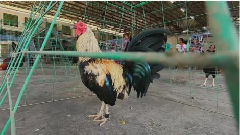 Alegerea cocoșilor agresivi de luptă, moment dificil pentru concurenți în Asia Express. Ștefania: "Pare că vrea să ne ucidă"