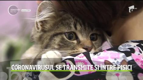 Coronavirusul se transmite și între pisici