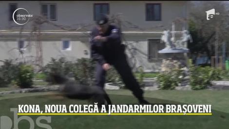 Căţeluşa Kona, noua colegă a jandarmilor brașoveni