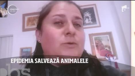 Pandemia de coronavirus salvează animalele! Cererile de adopţie s-au dublat