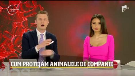 Cum protejăm animalele de companie de coronavirus