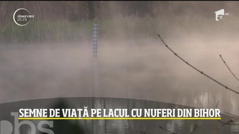 Lacul din Băile 1 Mai, secat de 5 ani, a prins viaţă din cauza pandemiei