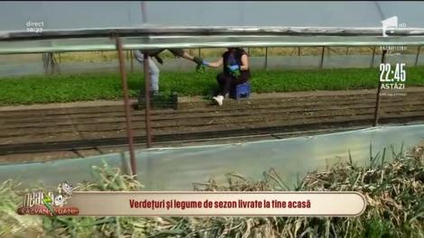 Verdețuri și legume de sezon livrate la tine acasă, direct de la producător