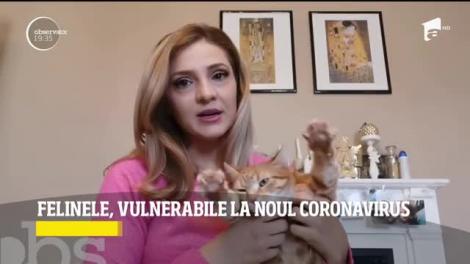Felinele, vulnerabile la noul coronavirus