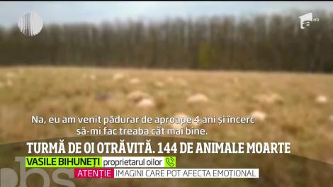 Turmă de oi otrăvită. 144 de animale au murit