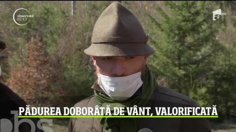 Pădurea doborâtă de vânt, valorificată