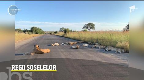 Leii au devenit regii şoselelor în Africa de Sud