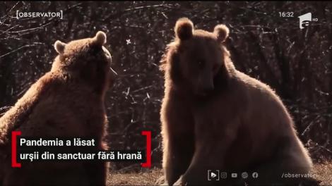 Pandemia de Coronavirus a lăsat urșii din sanctuar fără hrană