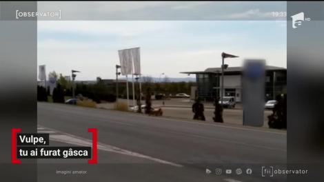 O vulpe şi-a făcut de cap pe străzile din Maramureş. Poliţiştii de la Rutieră au filmat momentele inedite