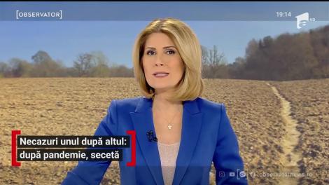 Anul acesta, culegem praf în loc de grâu. Seceta compromite culturile şi scumpeşete alimentele de bază