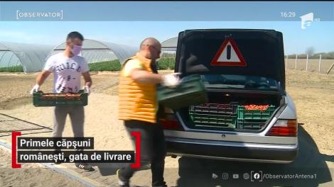 Cât costă un kilogram de căpşuni româneşti