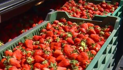 Preț record în plină pandemie! Cât costă un kilogram de căpşuni româneşti la început de sezon