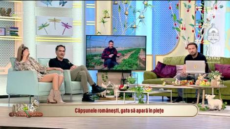 Căpșunele românești, gata să apară în piețe