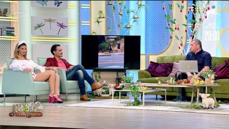 Smiley News. Genial! Cum îți dezveți câinele să renunțe la ciocolată