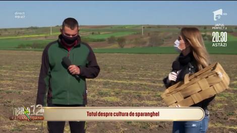 Totul despre cultura de sparanghel