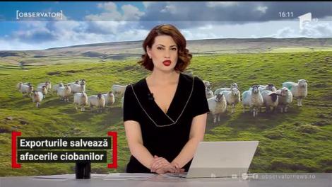 Exporturile salvează afacerile ciobanilor