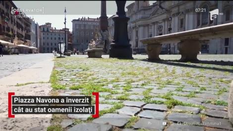 Iarba a crescut printre pietrele cubice în Piaţa Navona din Roma