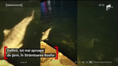 Mai mulţi delfini au ajuns foarte aproape de ţărm în Strâmtoarea Bosfor